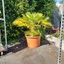 Chamaerops Planter Image 4