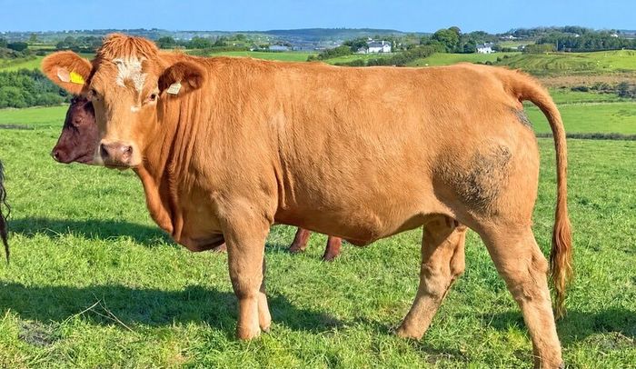 35 In-Calf Heifers for Sale Balla Mart 17 Oct