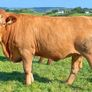 35 In-Calf Heifers for Sale Balla Mart 17 Oct Image 10