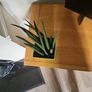 Sansevieria Cylindrica planter Image 4