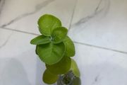 Cuban oregano