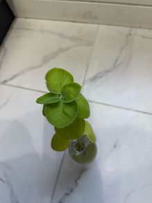 Cuban oregano
