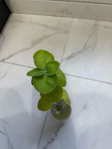 Cuban oregano