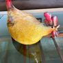 Vintage Hen Chicken Rooster Figurine Farmhouse Kitchen Cottage Decor Image 2