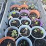 organic strawberry plants Image 5