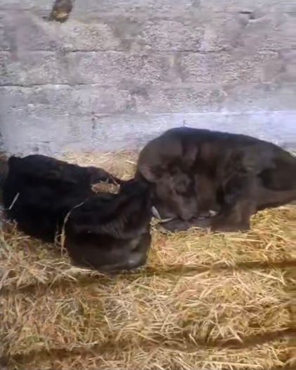 Selection of calfs