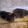 Selection of calfs Image 6