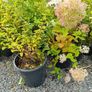 Hydrangeas Image 8