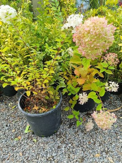 Hydrangeas