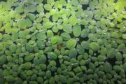 water lettuce
