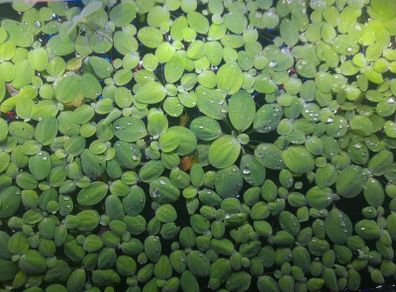 water lettuce