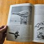 The Irish Wildlife Book. Edited By Fergus O'gorman. Illustrated By Gerrit Van Gelderen, Eamon De Buitlear And Richard Mills. First Edition Large Volume Hardback In Good Condition. Image 10