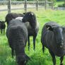 Black Sheep , Hoggets . Breeding Sheep . Image 6