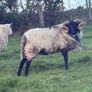 Hog ram for sale Image 5