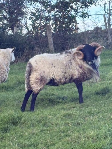 Hog ram for sale