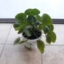 Chinese Money Plant - Pilea peperomioides Image 4