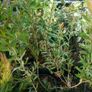 Large Plants and Shrubs Image 8
