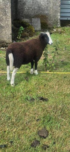 zwartable x jacob lambs