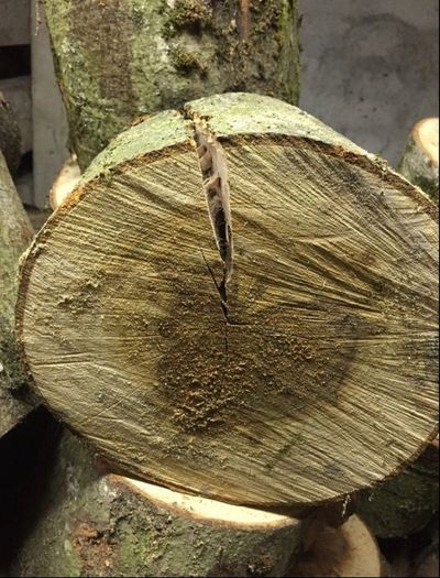 Firewood logs