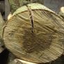 Firewood logs Image 9