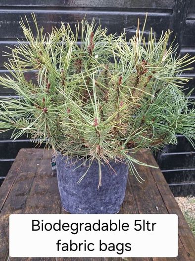 Dwarf mountain pine ( pinus mungo pumilo )