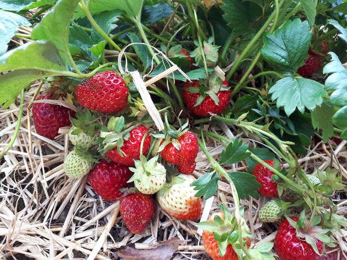 Strawberry Plant