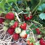 Strawberry Plant Image 3