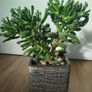 Gollum Jade succulent Image 6