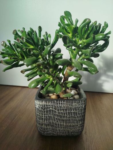 Gollum Jade succulent