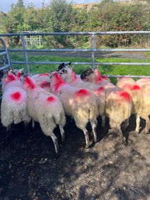 Hoggets