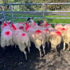 Hoggets