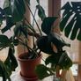 Monstera deliciosa Image 3
