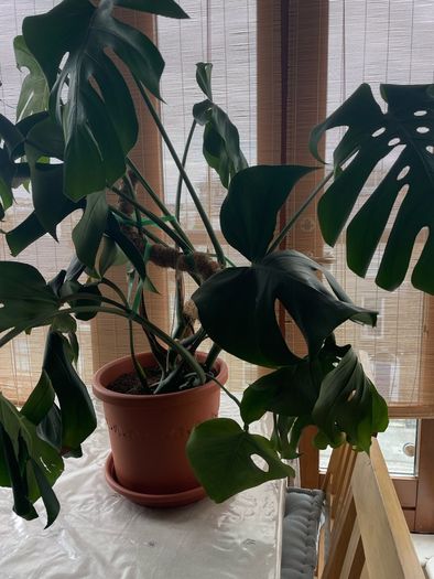 Monstera deliciosa