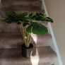 holder and fake plant Image 2