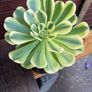 various rare variegated aeoniums Image 5