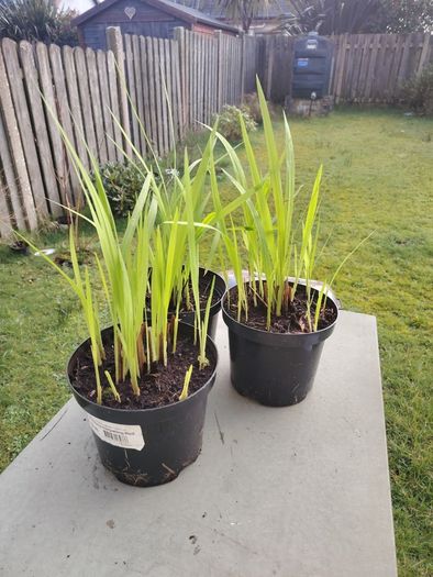 Plant