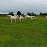 Hoggets Easy Care Image 8