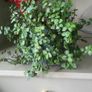 Tradescantia Callisia mini ''Pink Panther and Turtle Vine''  Very cute miniature Tradescantia Image 2