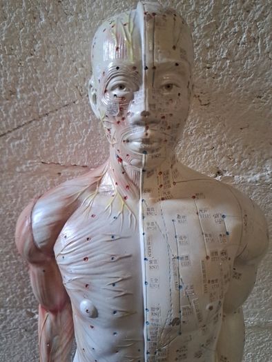 Vintage Anatomical Male