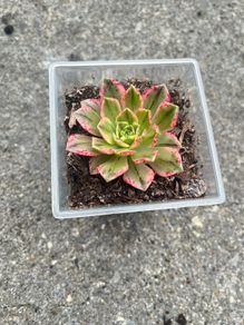 plant
