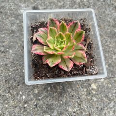 plant