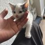 kitten Image 4