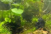 Fresh water plants and snails