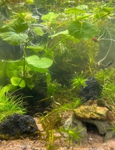 Fresh water plants and snails