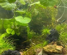Fresh water plants and snails
