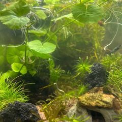 Fresh water plants and snails