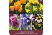 Mixed Flower Bulbs 100 Days of Spring 45 Spring bulbs