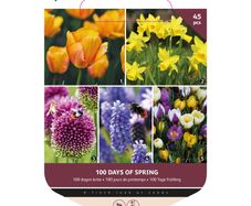 Mixed Flower Bulbs 100 Days of Spring 45 Spring bulbs