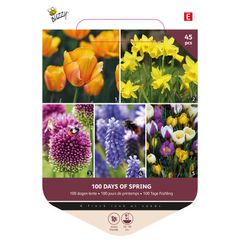 Mixed Flower Bulbs 100 Days of Spring 45 Spring bulbs