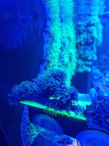 Green star polyp